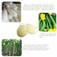 Natural Loofah Body Shower Scrubber 3pc Set Soft Exfoliating Sponge Bath Brush with Hook Towels Ideal Merchandise for Bathrooms